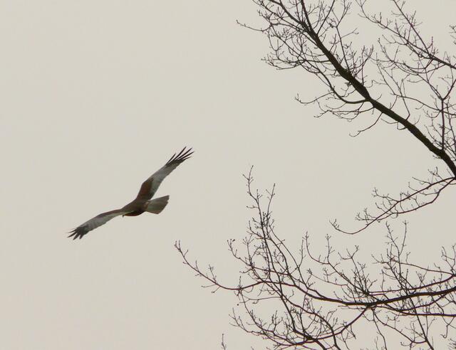 Eine Rohrweihe beim Spähflug über dem Würmsee.