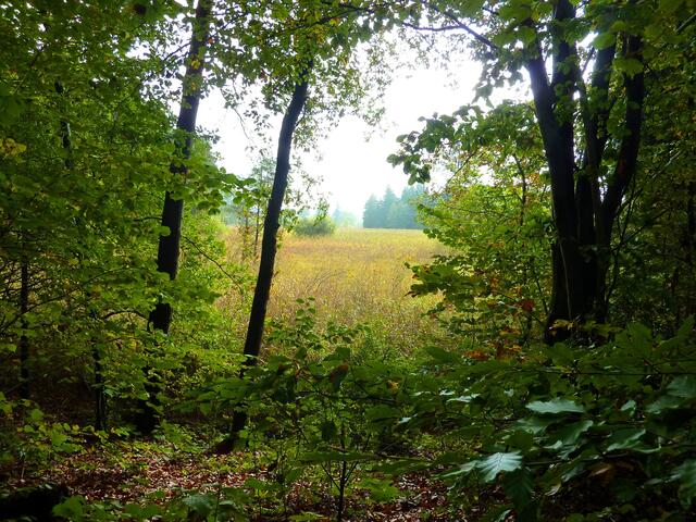 Blick zum Fohnsee, in dem sich das Schilf wohlfühlt.
