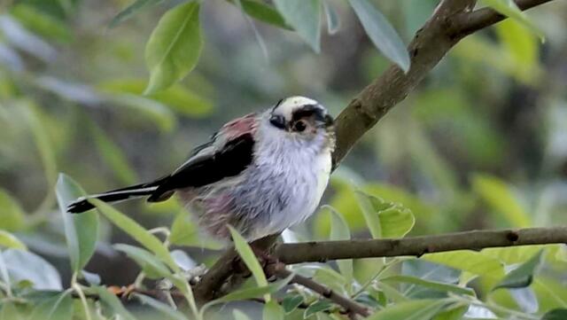 Mit viel Glück kann der Beobachter am Würmsee auch sehr selten einmal eine Schwanzmeise (Aegithalos caudatus) entdecken...