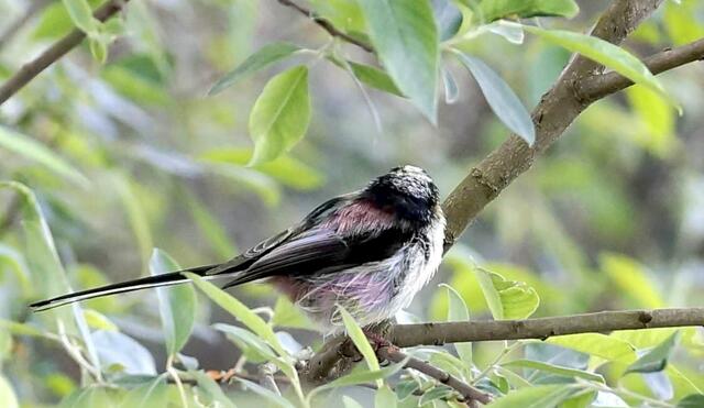 Hier können wir wunderbar erkennen warum sie den Namen Schwanzmeise erhielt.