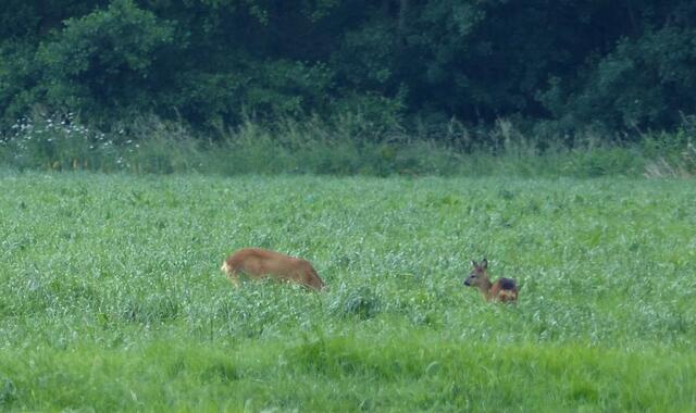 Ricke mit Kitz 10. Juni 2014.