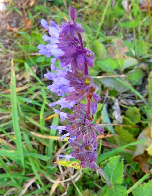 Blaue Schönheit
