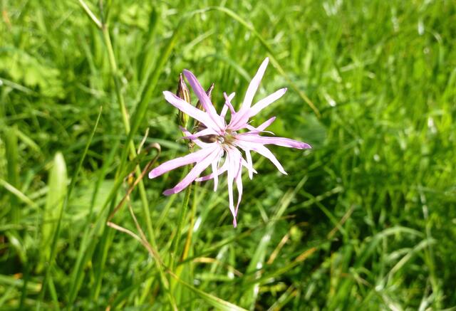 Wiesenblume