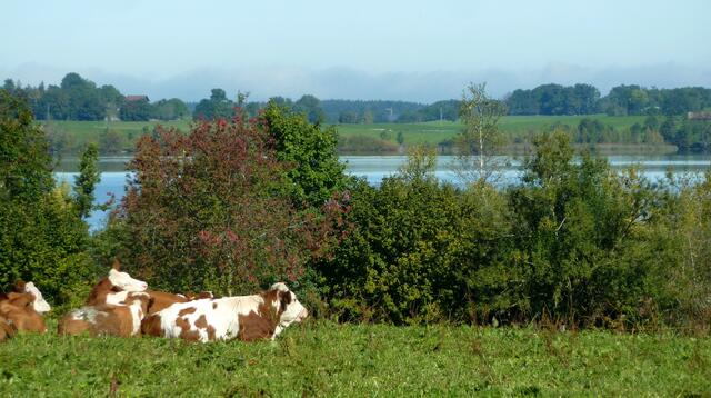 Oberbayrisches Idyll