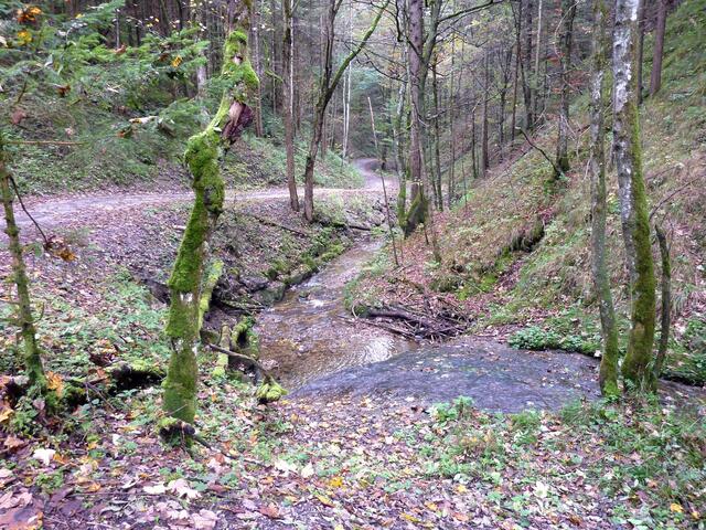 Die Waldschlucht bei Bad Kohlgrub