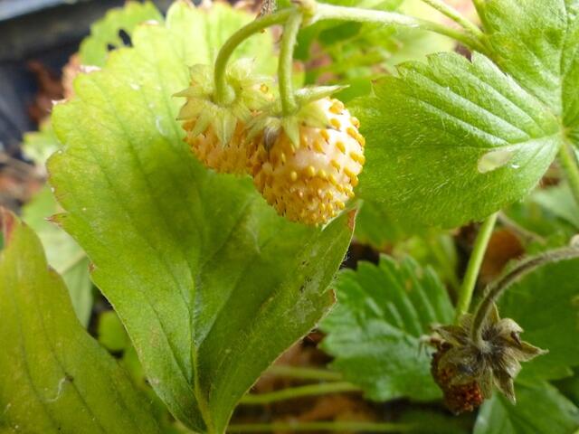Reife Ananas-Erdbeeren zu dieser Jahreszeit - lustig und lecker!