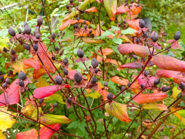 Die Früchte des Blut-Johanniskrautes werden im Winter gerne von den Vögeln gefuttert, daher mache ich keinen Rückschnitt zu dieser Zeit