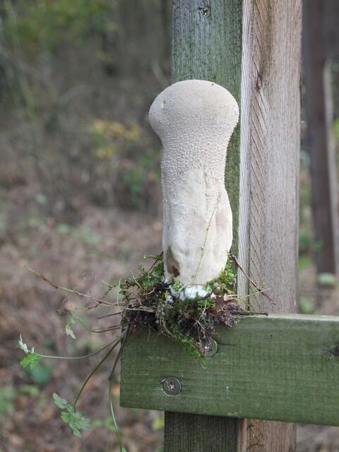 Ein junger Flaschenstäubling.