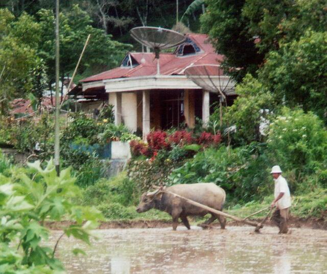 Die Frau braucht Fernsehen, der Mann Fußball. Weit gefehlt in Sumatra, aber erst wenn die Satellitenschüsseln ausgerichtet sind , können die Männer den Pflug hinter dem Wasserbüffel anschieben.