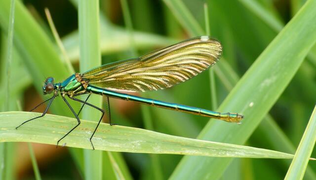 Die Gebänderte Prachtlibelle (Calopteryx splendens) - ein Weibchen wird auch noch Ende Juli allerorts an fließenden Gewässern angetroffen (hier an der Aller). Aufgenommen wurde sie mit einem alten - nur manuell fokussierenden - Objektiv.