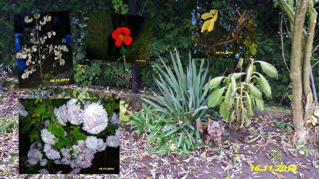 (46) !!! Sonntags + Monatsbilder / Blumenbeet !!! 16.11.2014 - Temperatur: Plus 8C° 7:32h / 10°C Plus 10:03h / Wind: 1-3 / Nebel > 300m - ab 10:00h Nieselregen - trüb - Ab 14:50h "Sonnenschein" - wer hätte das noch heute gedacht ?!
