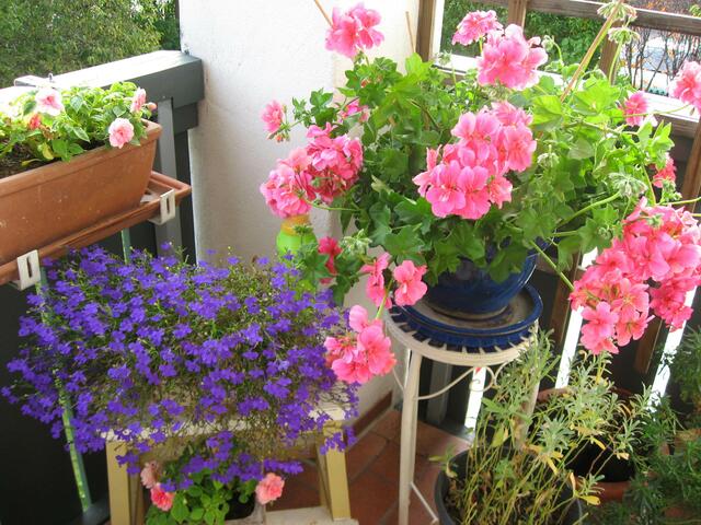 Wieder Daheim. Der erste Blick gilt immer meinen Pflanzen. Es "herbstelt", auch auf meinem Balkon.