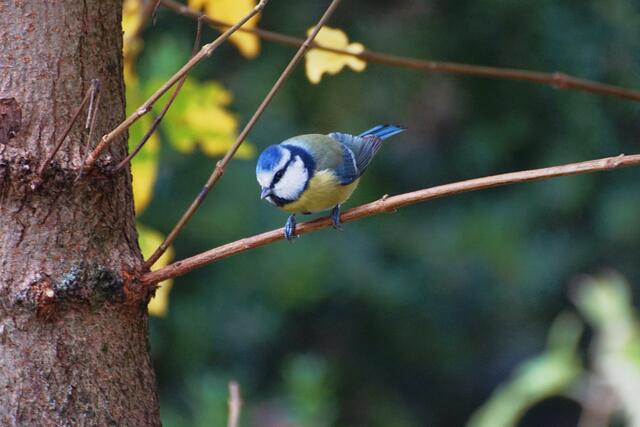 "Dann bring aber bitte auch Erdnusskerne mit!"