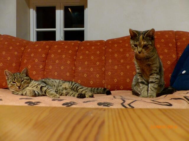Mona darf ihn aber gerne auf seinem Platz besuchen!