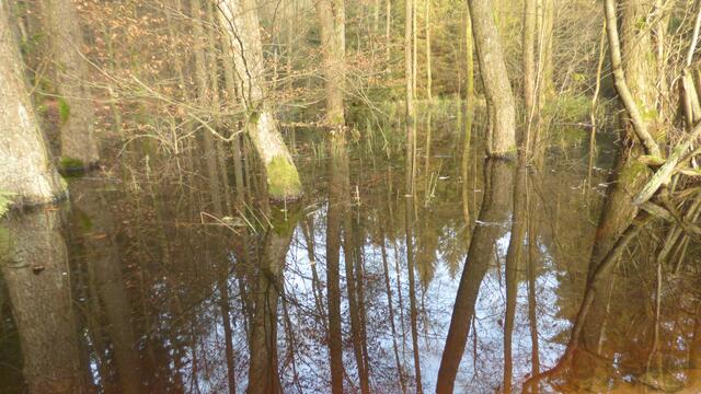 Stauwasser der Rosphe