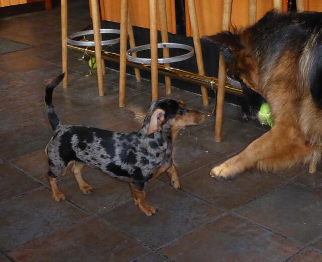Das ist mein Ball