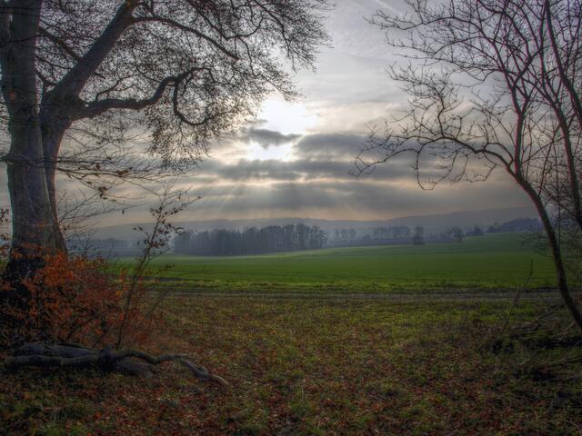 Raus aus dem Wald geschaut...