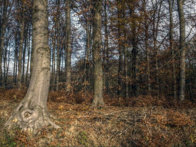 Der Herzbaum neigt sich ins Bild...