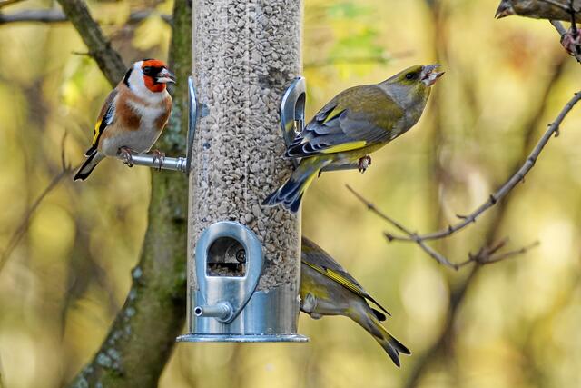 "Hau ab, hier ist schon alles besetzt!" (Selbst ein eigenes Familienmitglied belügt der Grünfink, dass sich der Schnabel biegt)
