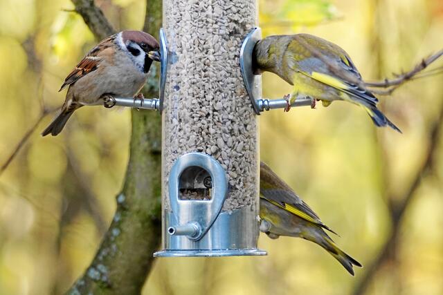 °°°Gut das die gierigen grünen Fressköppe noch nicht bemerkt haben, das ich hier auch etwas knappern kann!°°° (Auch ein Sperling probiert mal, wie es hier schmeckt)