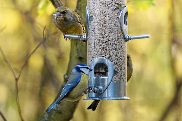 "Das ist doch das Futtersilo für uns Meisen, für euch Finken gibt es doch das große Futterrondell auf der anderen Seite!" "Blaukappe, du siehst doch, dass es uns hier im Sonnenlicht auch schmeckt!"
