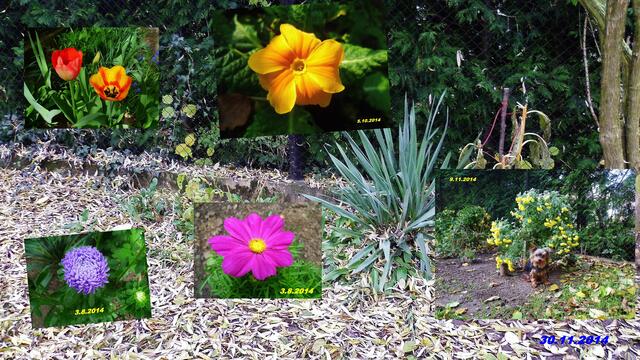 (48) !!! Sonntags + Monatsbilder / Blumenbeet !!! 30.11.2014 - So bunt war es mal - Temperatur: Plus 1,9C° 5:22h / 4°C Plus 11:23h / Wind: 1-3 / Nebel > 300m / trüb - es wird gar nicht helle