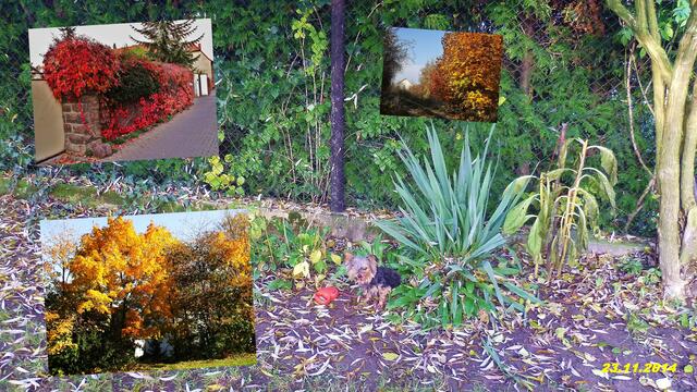 (47) !!! Sonntags + Monatsbilder / Blumenbeet !!! 23.11.2014 / mit Herbstbildern - Temperatur: Plus 0,1C° 6:22h / 4°C Plus 10:53h / Wind: 1-3 / Nebel > 300m / Bodenfrost / ab 8:30h kalter Sonnenschein
