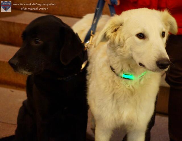 Frieda und Lucy.  Foto: Michael Ortner