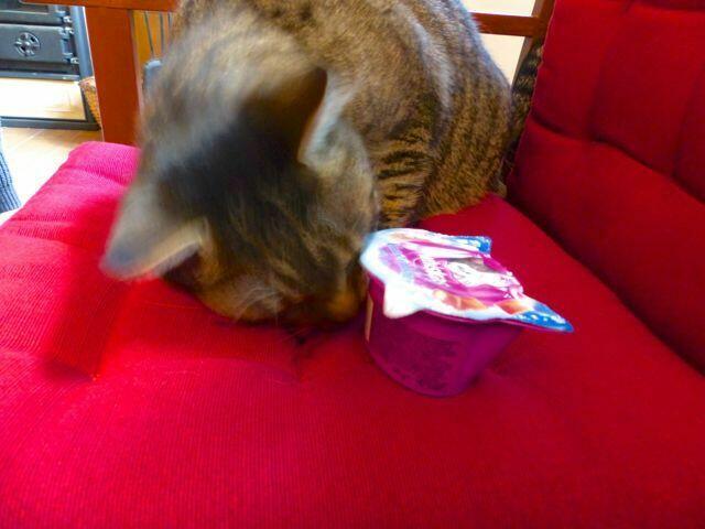 Auch Kleinpfötchen bedankt sich, muss aber schnell mal naschen, bevor ihr Bruder Fritz kommt und ihr alles wegnascht. ;-) Die werden dann natürlich eingeteilt!