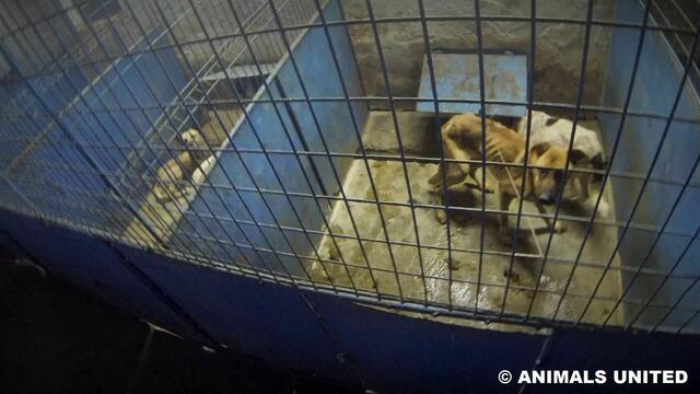 Foto: Animals United