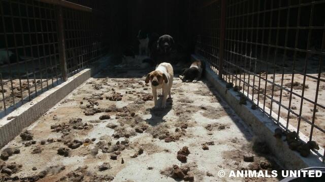Foto: Animals United