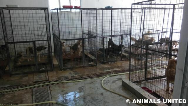Foto: Animals United