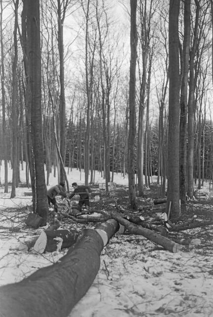 Baum wird zerlegt | Foto: aus Küttner-Archiv