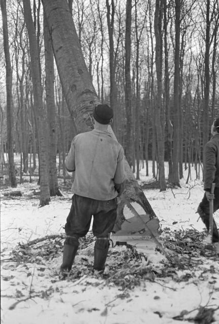 Baum fällt | Foto: aus Küttner-Archiv