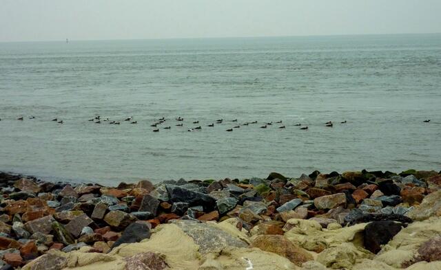 Interessante Entenarten schwammen an der Kugelbake vorbei.