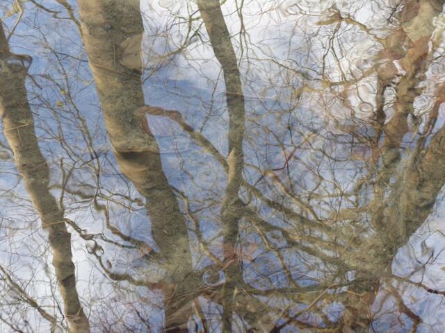 Mit diesem Bild in einer Pfütze verabschiedete ich mich vom Wald und blieb auf dem Weg außerhalb der Bäume.