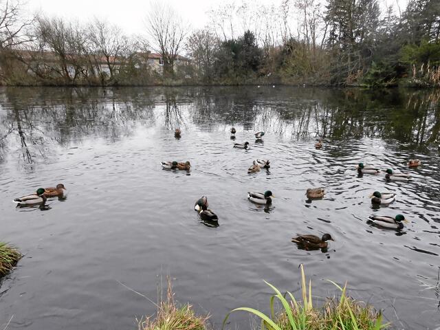 "Nachher" - Mo., 15.12.2014, 10:20 Uhr. Die Enten schwimmen nun auf dem Teich, da das Eis eingebrochen ist. Ja, so ist es wohl, sehr viel Futter erhöht das Gewicht - oder hatte es etwa einen anderen Grund?