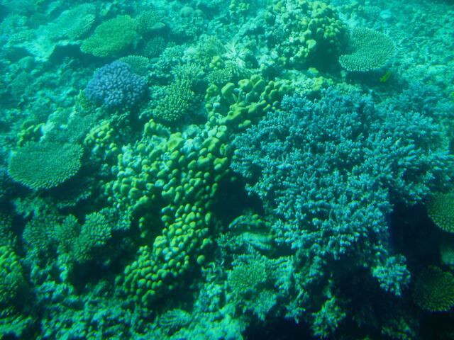 . . . die Korallenwelt im "Roten Meer" . . .