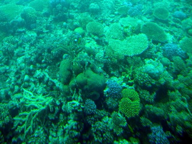 . . . die Korallenwelt im "Roten Meer" . . .