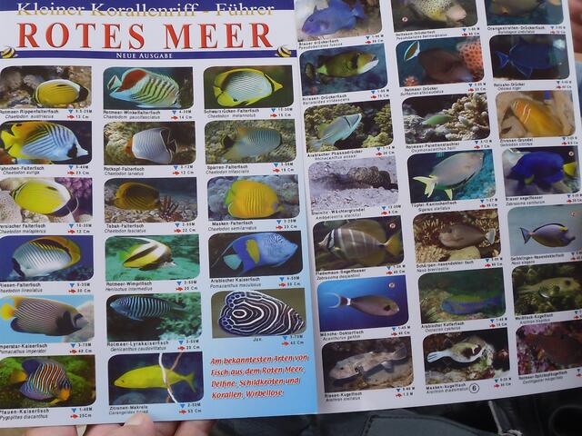 . . . das "Rote Meer", mit seinen Fischen und Korallen . . .