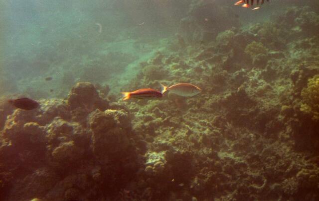 . . . bunte Fische in den Korallen . . .