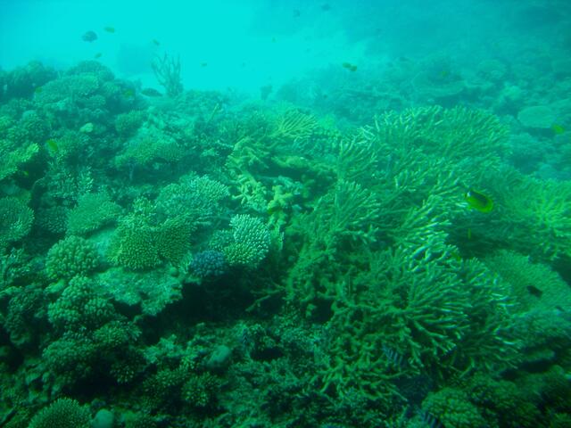 . . . die Korallenwelt im "Roten Meer" . . .