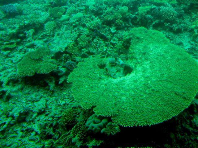 . . . die Korallenwelt im "Roten Meer" . . .