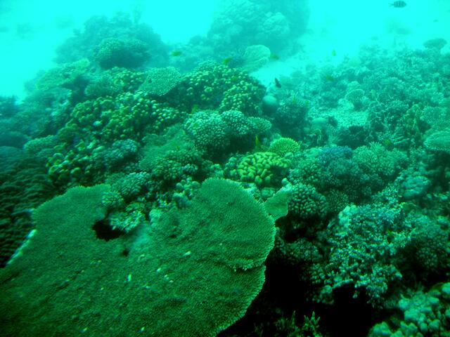 . . . die Korallenwelt im "Roten Meer" . . .