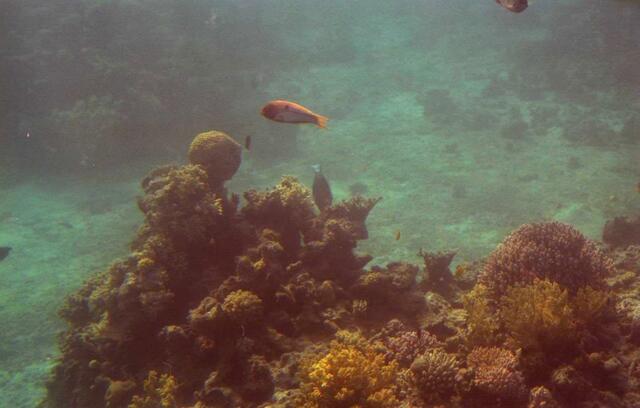 . . . die Fische in den Korallen . . .