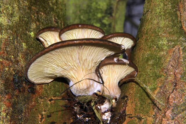 Austernseitlinge ( Pleurotus ostreatus )