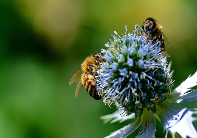 Beobachtet, noch Spätsommer im Kurparkkräutergarten