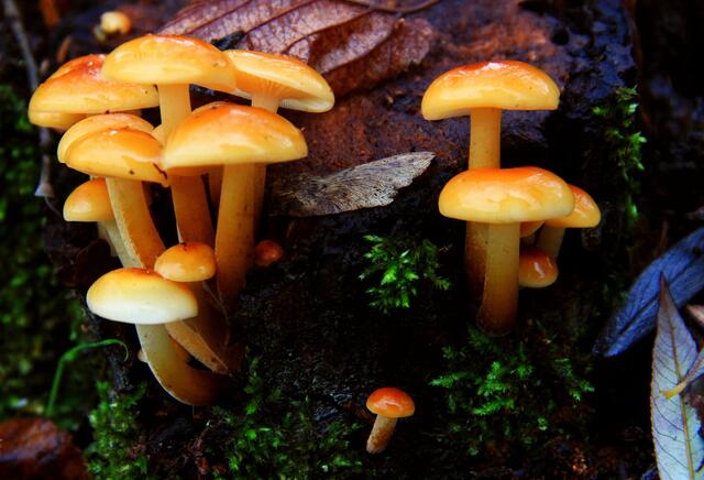 Samtfuß Rueblinge (Flammulina velutipes)