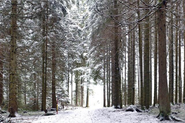 Weg ins Ungewisse im Wald am Titisee