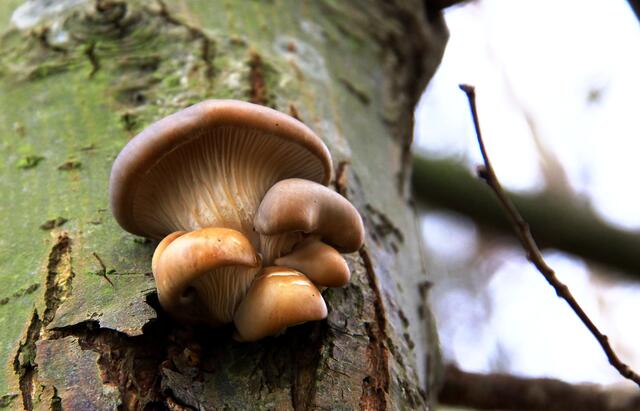 Austernseitlinge ( Pleurotus ostreatus )
